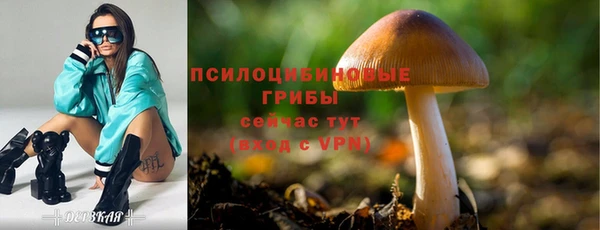 гашик Майский