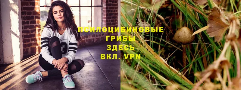 где купить наркотик  Новотроицк  Галлюциногенные грибы MAGIC MUSHROOMS 